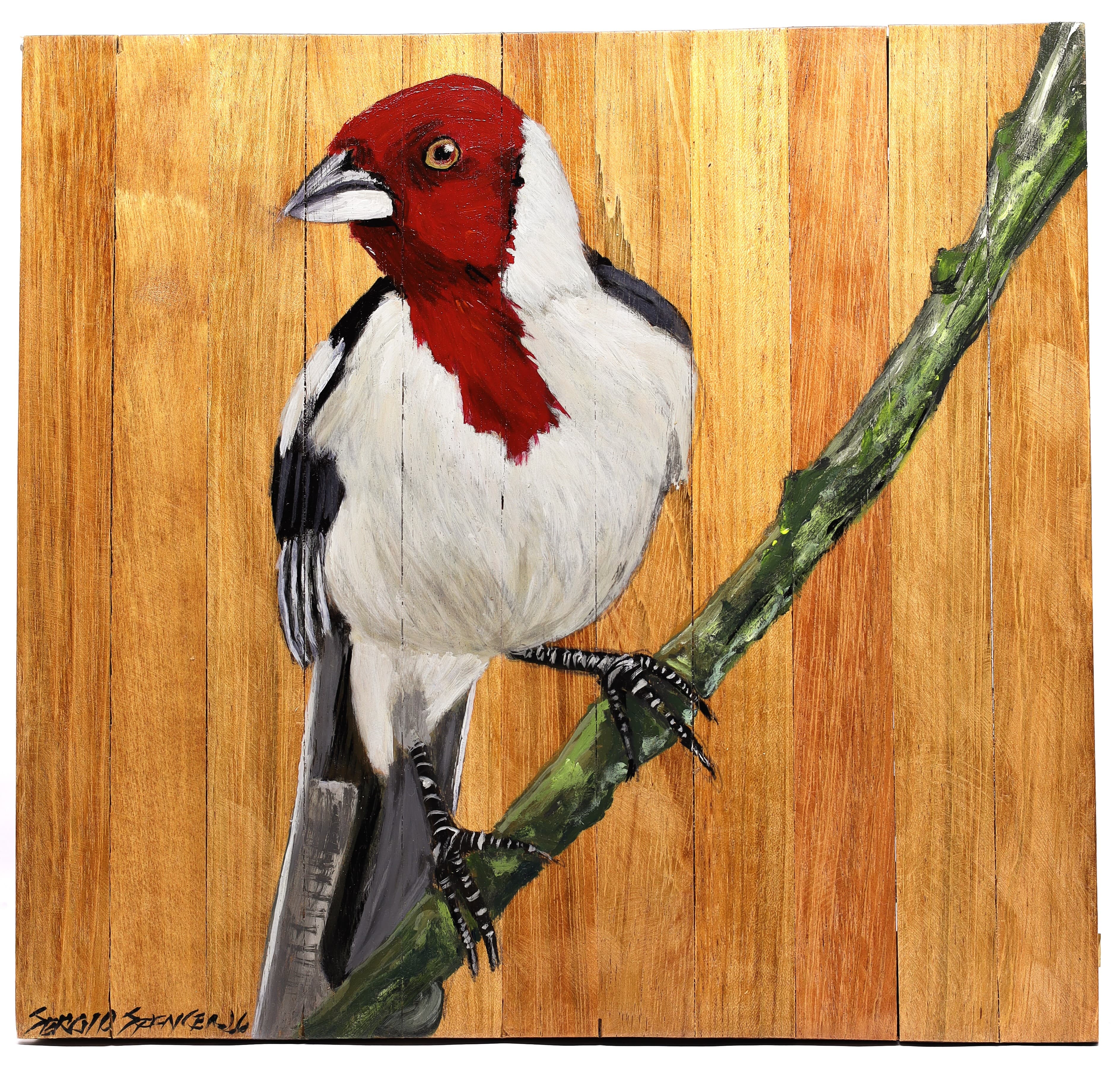 Quadro Decorativo Pássaro Galo de Campina 08 30 X 30 cm
