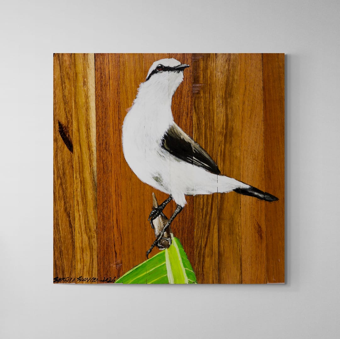 Quadro Decorativo Pássaro Lavadeira Mascarada 30 X 30 cm