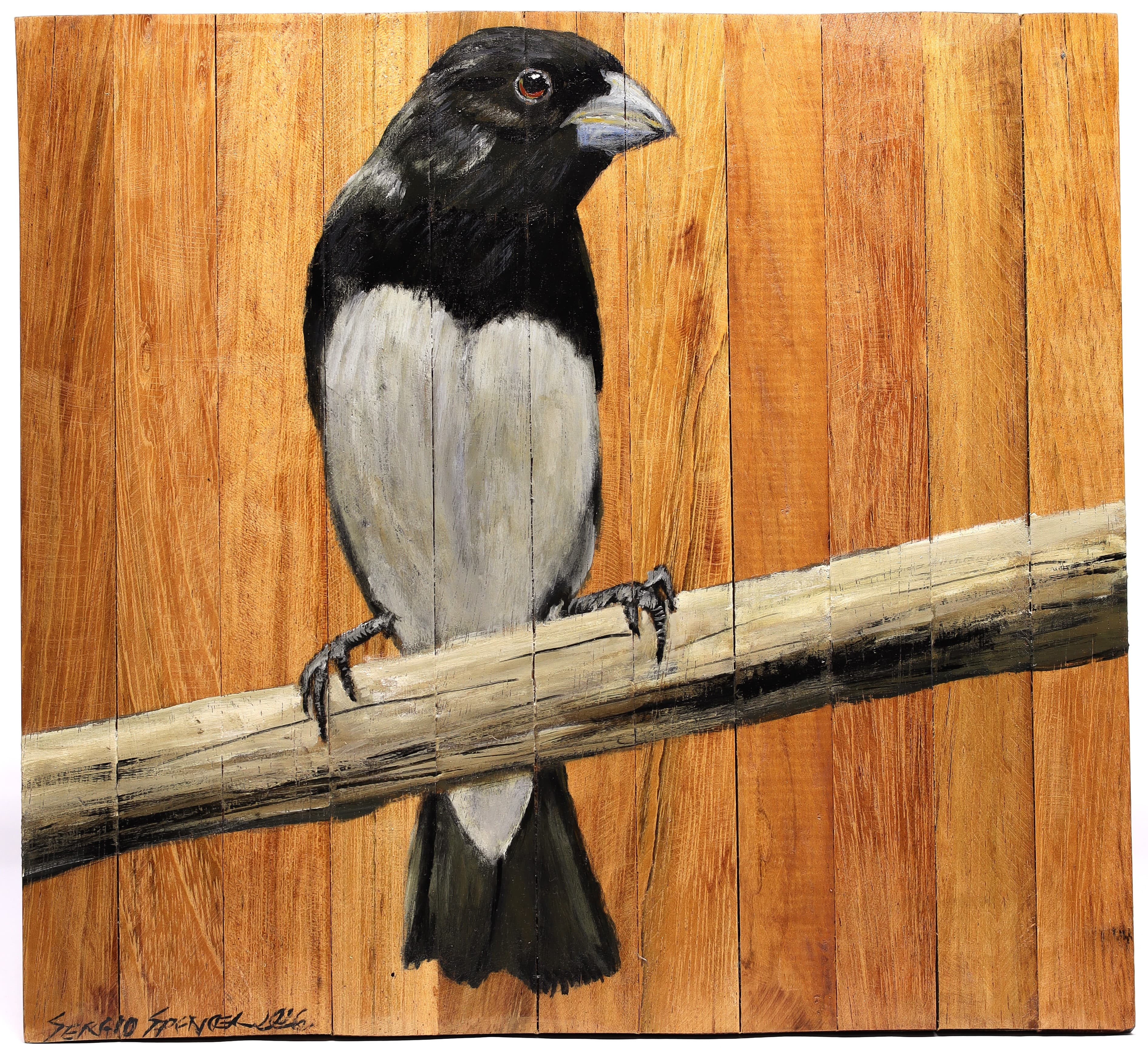 Quadro Decorativo Pássaro Papa-Capim 02 30 X 30 cm