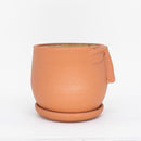 Vaso para Plantas Dorminhoco